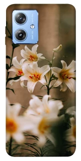 Чохол на Motorola Moto G84 Лілії фото 1 з 1