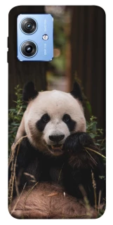 Чохол на Motorola Moto G84 Панда фото 1 з 1