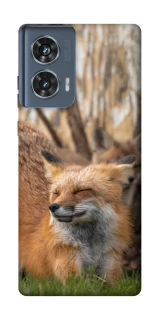 Чехол на Motorola Edge 50 Лиса фото 1 из 1