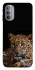Чохол на Motorola Moto G31 Leopard v4 фото 1 з 1