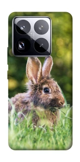 Чехол на Xiaomi 15 Pro Кролики фото 1 из 1