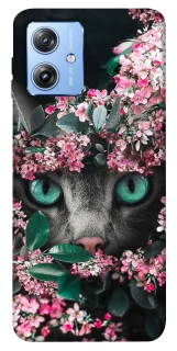 Чохол на Motorola Moto G84 Кіт в квітах фото 1 з 1
