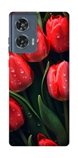 Чохол на Motorola Edge 50 Червоні тюльпани фото 1 Чохол на Motorola Edge 50 Червоні тюльпани фото 1 з 1