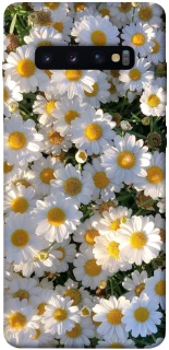 Чохол на Samsung Galaxy S10+ Поле ромашок фото 1 з 1