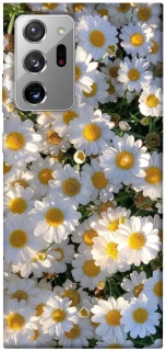 Чехол на Samsung Galaxy Note 20 Ultra Поле ромашек фото 1 из 1