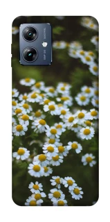 Чехол на Motorola Moto G54 Power Ромашки v13 фото 1 из 1