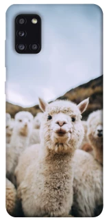 Чехол на Samsung Galaxy A31 Лама фото 1 из 1