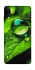 Чохол на ZTE Blade A5 (2020) Flowers v16 фото 1 з 1