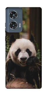 Чехол на Motorola Edge 50 Панда фото 1 из 1