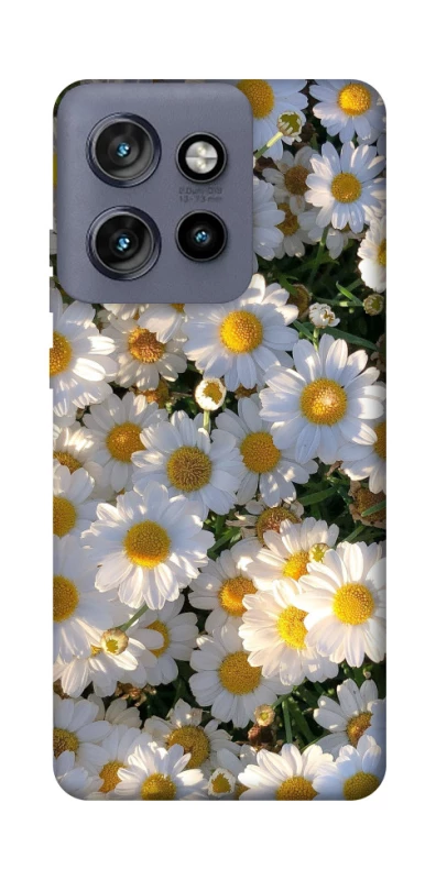 Чохол на Motorola Edge 50 Neo Поле ромашок фото 1 з 1