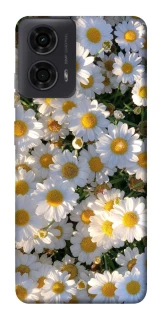 Чехол на Motorola Moto G24 Поле ромашек фото 1 из 1