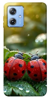 Чехол на Motorola Moto G84 Flowers v23 фото 1 из 1