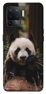 Чехол на Oppo Reno 5 Lite Панда фото 1 из 1