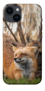 Чехол на Apple iPhone 14 (6.1") Лиса фото 1 из 1