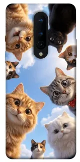 Чехол на OnePlus 8 Cats фото 1 из 1