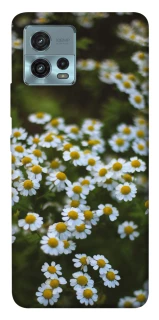 Чохол на Motorola Moto G72 Ромашки v13 фото 1 з 1