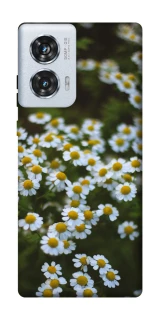 Чехол на Motorola Edge 50 Fusion Ромашки v13 фото 1 из 1