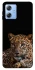 Чохол на Motorola Moto G84 Leopard v4 фото 1 з 1