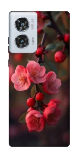 Чохол на Motorola Edge 50 Fusion Flowers v28 фото 1 з 1