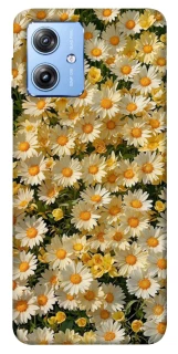 Чехол на Motorola Moto G84 Camomile фото 1 из 1