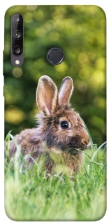 Чехол на Huawei P40 Lite E Кролики фото 1 из 1