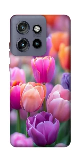 Чохол на Motorola Edge 50 Neo Тюльпанове поле фото 1 з 1