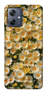 Чохол на Motorola Moto G54 Camomile фото 1 Чохол на Motorola Moto G54 Camomile фото 1 з 1