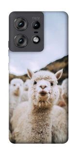 Чохол на Motorola Edge 50 Pro Лама фото 1 з 1