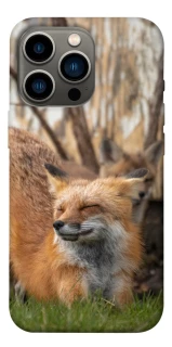 Чехол на Apple iPhone 13 Pro (6.1") Лиса фото 1 из 1