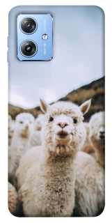 Чохол на Motorola Moto G84 Лама фото 1 з 1