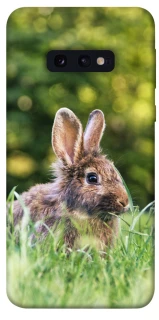 Чехол на Samsung Galaxy S10e Кролики фото 1 из 1