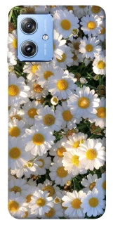Чохол на Motorola Moto G84 Поле ромашок фото 1 Чохол на Motorola Moto G84 Поле ромашок фото 1 з 1