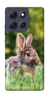 Чохол на Motorola Moto G86 Power Кролики фото 1 з 1