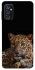 Чехол на Samsung Galaxy M52 Leopard v4 фото 1 из 1