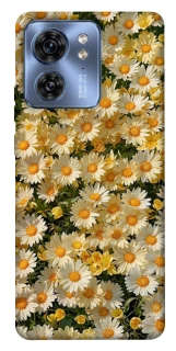 Чехол на Motorola Edge 40 Camomile фото 1 из 1