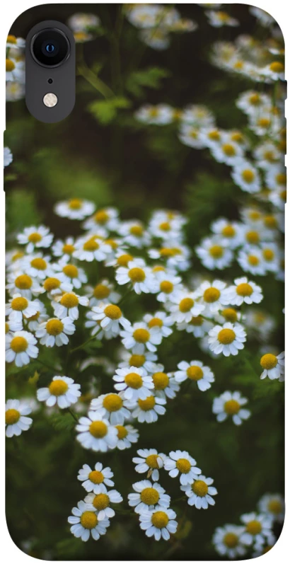 Чохол на Apple iPhone XR (6.1") Ромашки v13 фото 1 з 1