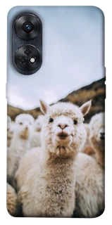 Чохол на Oppo Reno 8T 4G Лама фото 1 з 1