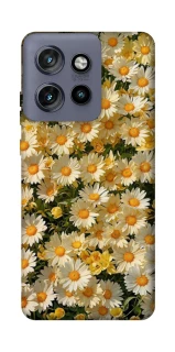 Чехол на Motorola Edge 50 Neo Camomile фото 1 из 1