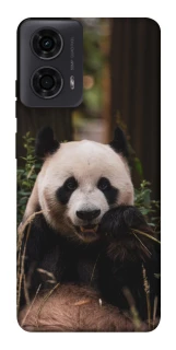 Чохол на Motorola Moto G24 Панда фото 1 з 1