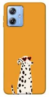 Чохол на Motorola Moto G84 Далматинець фото 1 з 1