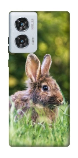 Чехол на Motorola Edge 50 Fusion Кролики фото 1 из 1