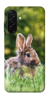 Чехол на Samsung Galaxy A26 5G Кролики фото 1 из 1