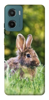 Чохол на Motorola Moto G06 Кролики фото 1 з 1