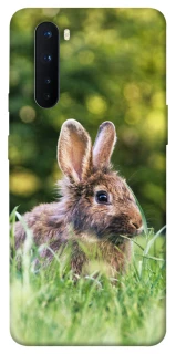 Чехол на OnePlus Nord Кролики фото 1 из 1