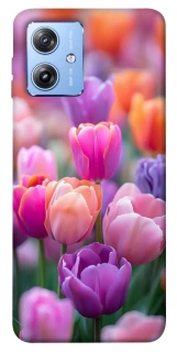 Чохол на Motorola Moto G84 Тюльпанове поле фото 1 з 1