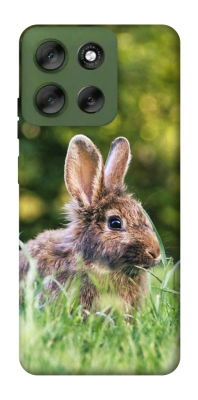 Чехол на Motorola Moto G56 5G Кролики фото 1 из 1