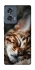 Чохол на Motorola Edge 50 Cat paws фото 1 з 1