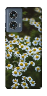 Чехол на Motorola Edge 50 Ромашки v13 фото 1 из 1