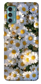 Чохол на Motorola Moto G60 Поле ромашок фото 1 з 1