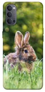 Чехол на Oppo Reno 4 Кролики фото 1 из 1